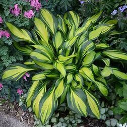 Hosta &#39;Rainbows End&#39; 1 gal