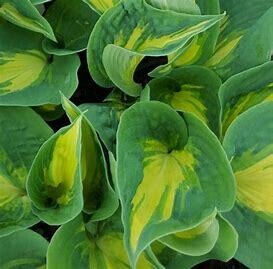 Hosta &#39;Thunderbolt&#39; - 1 gal