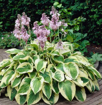 Hosta &#39;Wide Brim&#39; 1 gal