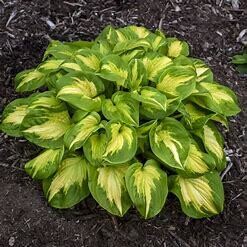 Hosta &#39;Wu La La&#39; - 1 gal (PW) XL
