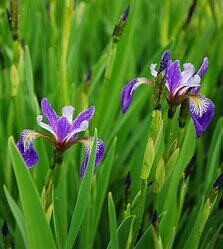 Iris Versicolor 1 gal