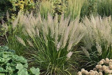 Korean Reed Grass &#39;calamagrostis brachytricha&#39; 2 gal