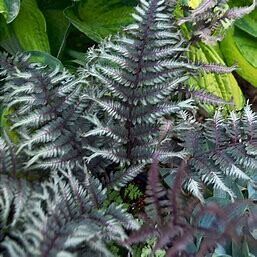 Fern 'Japanese Painted Crested Surf' 8"