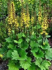 Ligularia &#39;Little Rocket&#39; 1 gal