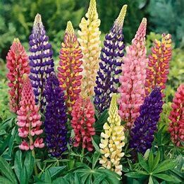 Lupine 'Russel Mix' - 4"