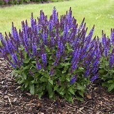 Perennial Sage 'Salvia Violet Profusion' - 1 gal