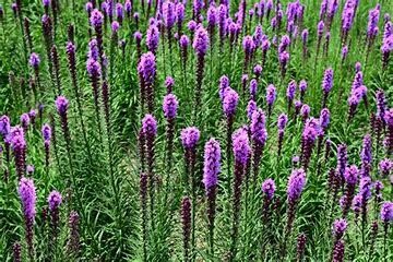 Liatris &#39;Kobold&#39; 4&quot;