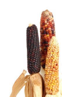 Harvest Corn Pick