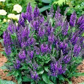 Perennial Sage &#39;Salvia Marcus&#39; 4&quot;