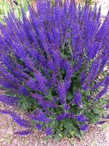 Perennial Sage 'Salvia May Night' 4"