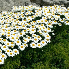 Shasta Daisy &#39;Leucanthemum Snowcap 4&quot;