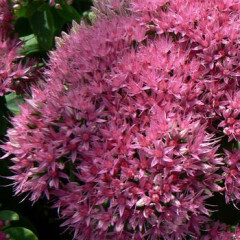 Stonecrop - Sedum &#39;Neon&#39; 4&quot;