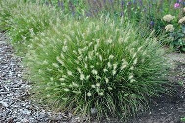 Fountain Grass &#39;Little Bunny&#39; 1 gal