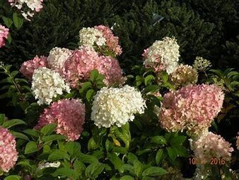 Hydrangea &#39;Bobo&#39; 5 gal PW
