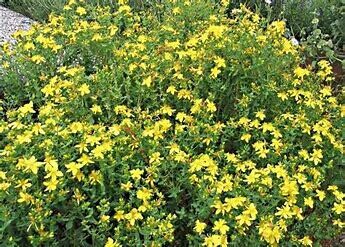 Hypericum perforatum &#39;St. John&#39;s Wort&#39; 3 gal