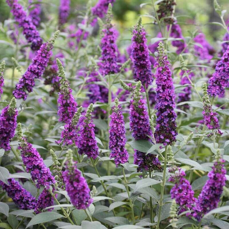 Butterfly Bush 'Miss Violet' 2 gal