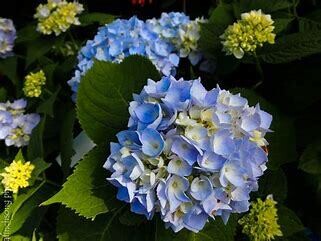 Hydrangea 'Endless Summer' 2 gal