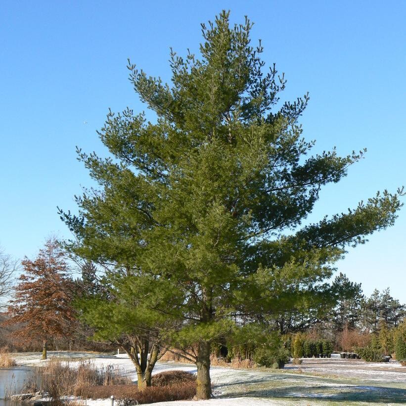 White Pine 10&#39; B&amp;B