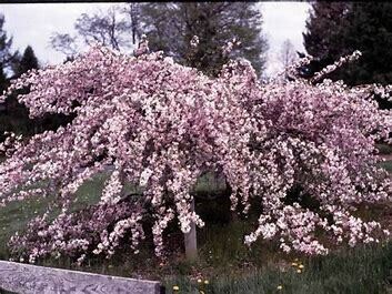 Crabapple &#39;Weeping Louisa&#39; 5-6&#39; potted