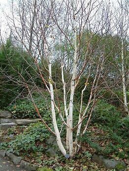 Birch Clump &#39;Jacquemontii&#39; 6-7&#39; Potted 7 gal