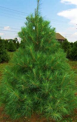 White Pine  4' Potted