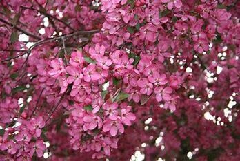 Crabapple 'Robinson'  7 gal Potted