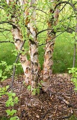Birch Heritage Clump &#39;Cully&#39; 6-7 ft. Potted 7 g