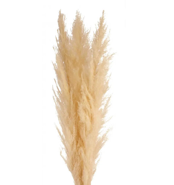 Pampas Grass - 3 stem Bleach - 60&quot;