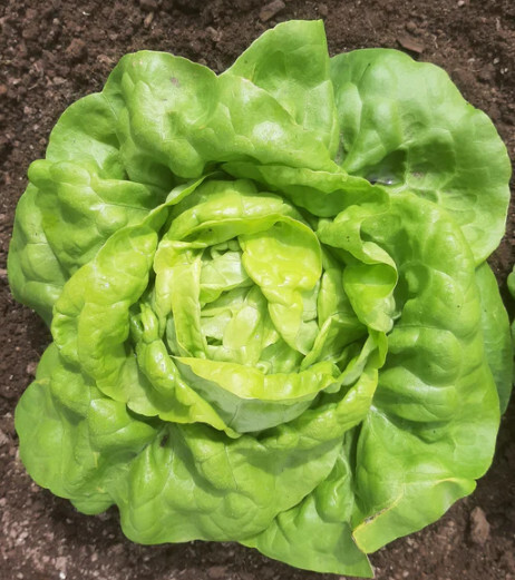 Lettuce (NF seed pkg) - Kweik