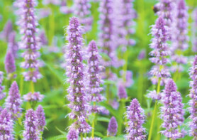 Anise Hyssop (NF seed pkg)