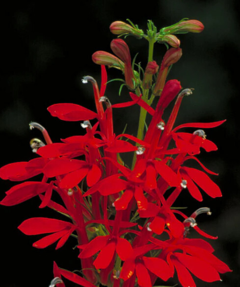 Cardinal Flower (NF seed pkg)