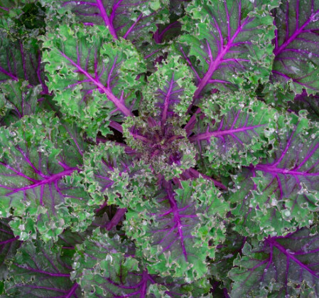 Kale (NF seed pkg) - Red Russian