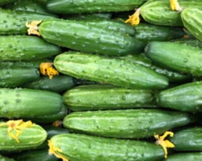 Cucumber  (NF seed pkg) - Marketmore