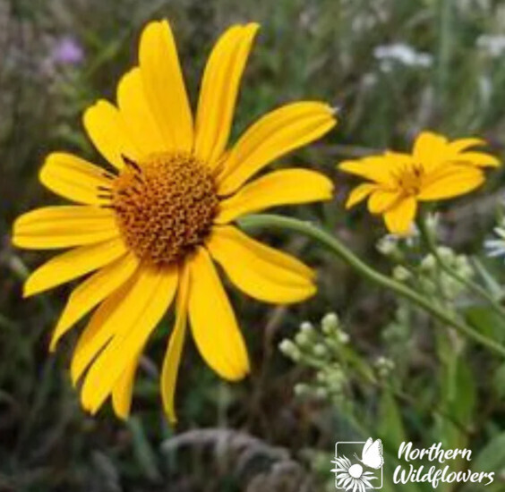 Oxeye Sunflower (NF seed pkg)
