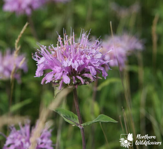 Wild Bergamot  (NF seed pkg)