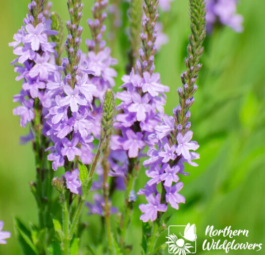 Vervain (NF seed pkg) - Hoary