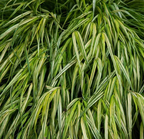 Japanese Forest Grass - 'Albo Striata Hakone' - 1 gal