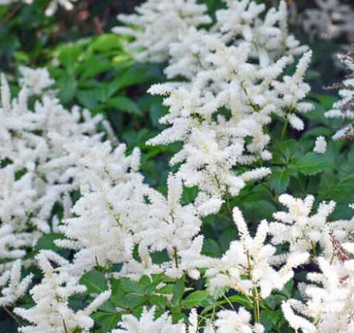 Astilbe &#39;Bridal Veil&#39; 2 gal