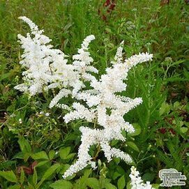 Astilbe &#39;Deutschland Japanese&#39;