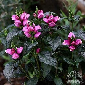 Turtlehead - Chelone &#39;Tiny Tortuga&#39; - 1 gal