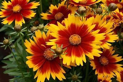 Coreopsis 'Uptick Gold and Bronze' - 1 gal