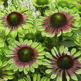 Cone Flower &#39;Echinacea Green Twister&#39; 1 gal