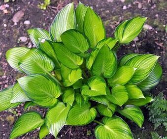 Hosta &#39;Stained Glass&#39; - 1 gal