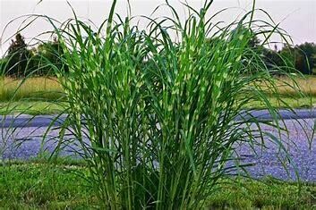Maiden Grass - miscanthus strictus 'Porcupine Grass' 5 gal