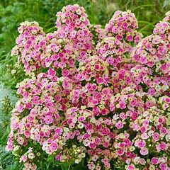 Garden Phlox &#39;Orchid Yellow&#39; -1gal