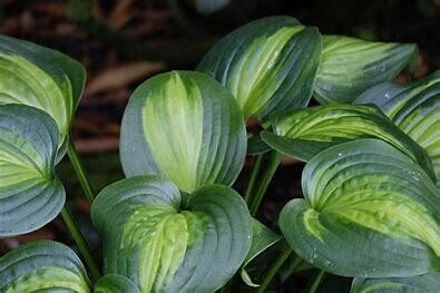 Hosta &#39;Avocado&#39; 1 gal Lg.