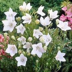 Balloon Flower - Twinkle White 1 gal