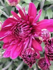Fall Mum: Fibre Window Box 24&quot; Venus Purple