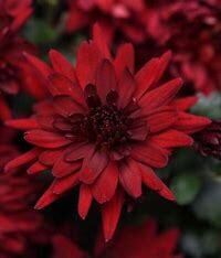Fall Mum: Fibre Window Box 24&quot; Mumma Mia Red