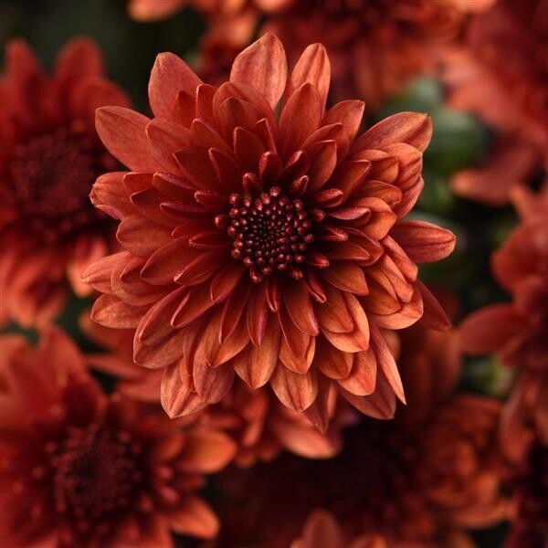 Fall Mum Bronze Fibre Window Box 24"